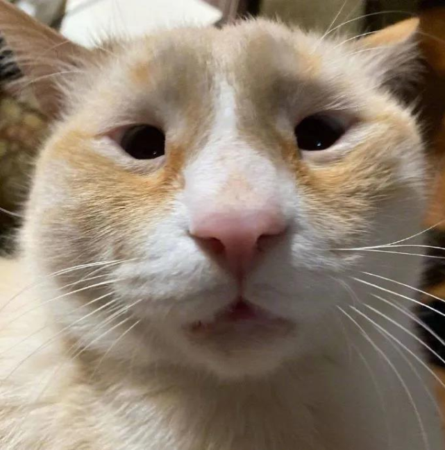 眯眯眼猫咪你见过没!网红猫咪神似李荣浩太可爱