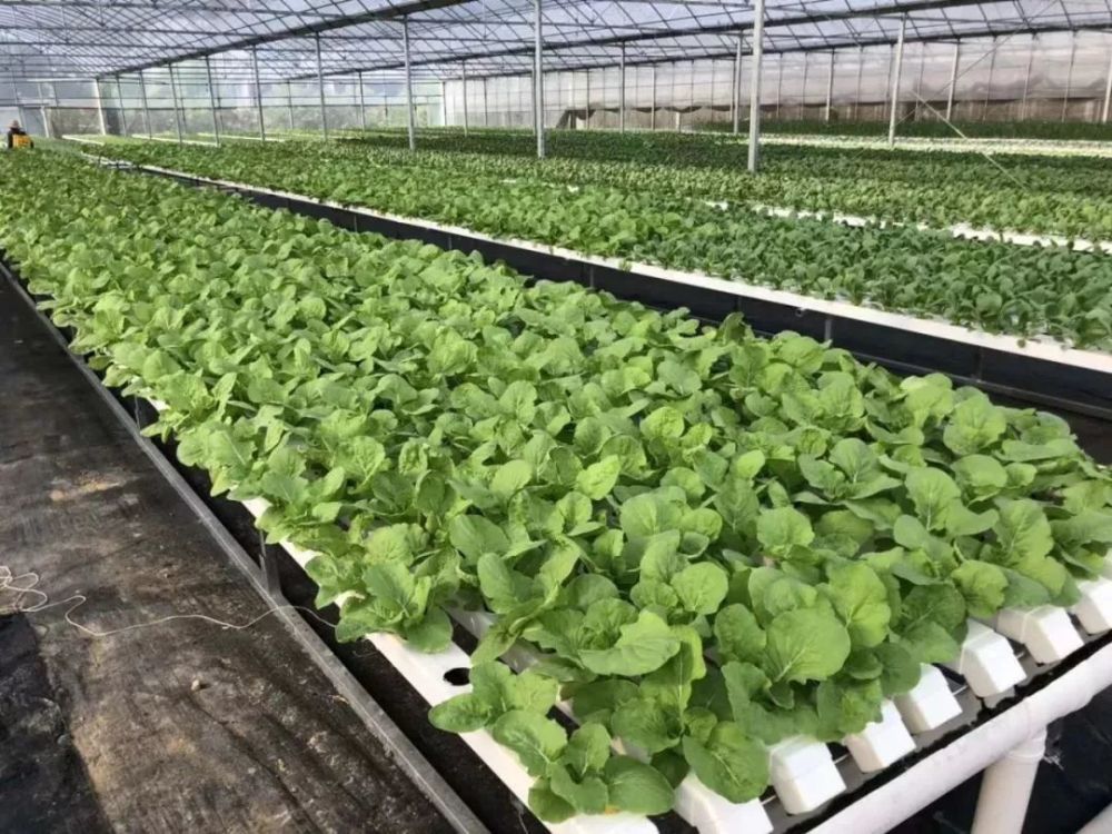 大棚蔬菜|如何治理大棚蔬菜土传病害？