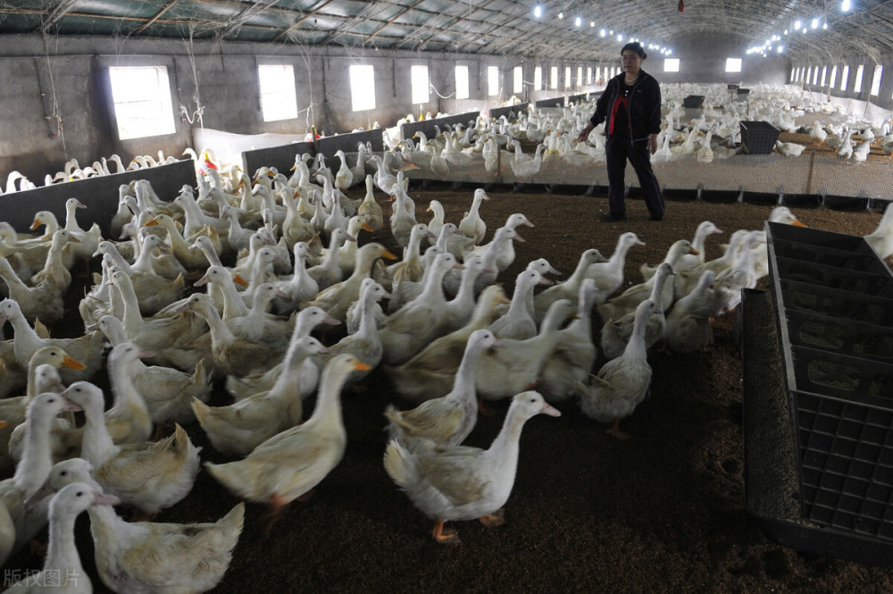 大棚养鸭应该注意的5个问题,防疫消毒不能马虎
