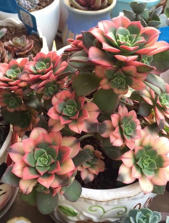 多肉艳日辉这样养株型秀丽叶色绚烂越养越美