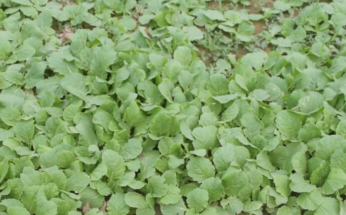 白菜|白菜种后不出苗，怎么办？教你1个技巧，白菜出苗又快又齐