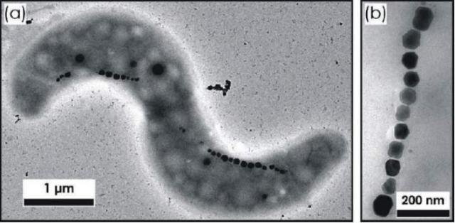 火星陨石|火星陨石的地球“流浪记”