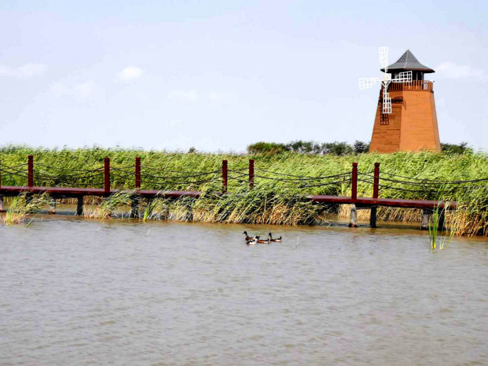东方湿地公园:盐碱荒滩的绿色转身_腾讯新闻