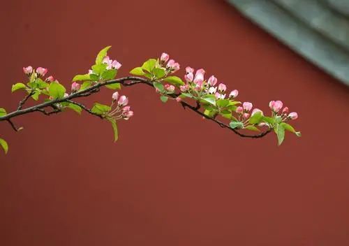 故宫的夏故宫的夏天是神秘的各处的宫殿都被一层浓郁的深绿环绕倾盆的
