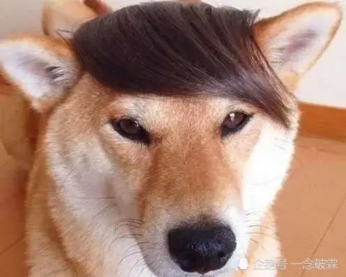 搞笑趣图这秀气的发型活生生地衬托出了忧郁的眼神