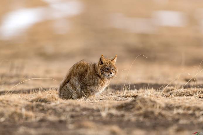 荒漠猫|罕见“荒漠猫”被发现，带着猫仔在闲逛，如此规模实属罕见