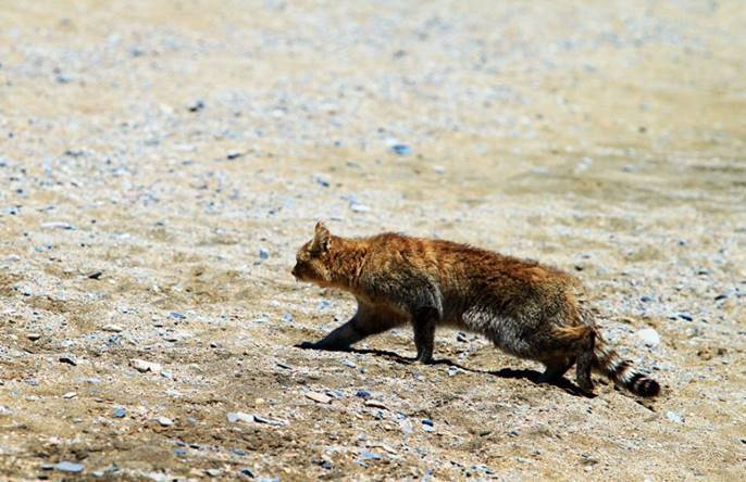 荒漠猫|罕见“荒漠猫”被发现，带着猫仔在闲逛，如此规模实属罕见