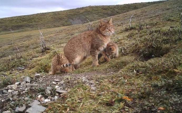 荒漠猫|罕见“荒漠猫”被发现，带着猫仔在闲逛，如此规模实属罕见