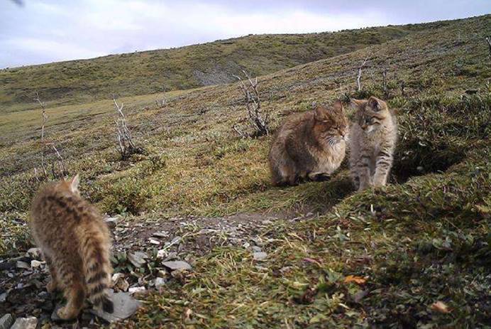 荒漠猫|罕见“荒漠猫”被发现，带着猫仔在闲逛，如此规模实属罕见