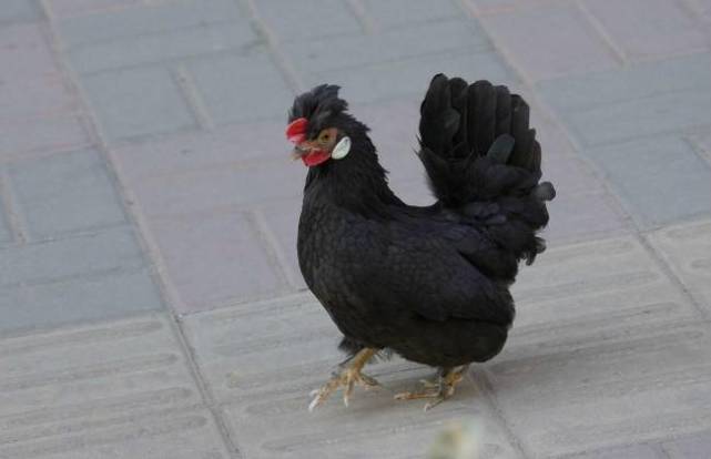 不会飞的鸟类宠物有你喜欢的吗