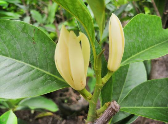 养护白兰花最怕叶子发黄,发黄及时从3方面找原因,再也不怕黄叶