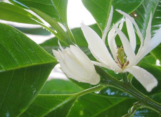 养护白兰花最怕叶子发黄 发黄及时从3方面找原因 再也不怕黄叶 腾讯新闻