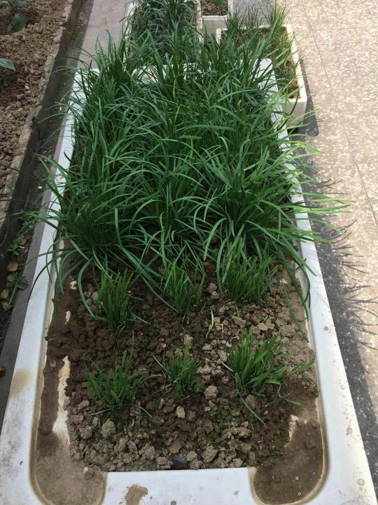 阳台种菜|阳台种菜要规划好，才能看起来干净整洁，光用泡沫箱不行