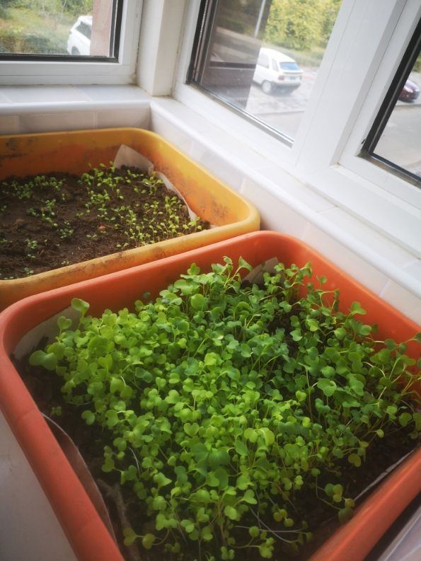 阳台种菜|阳台种菜要规划好，才能看起来干净整洁，光用泡沫箱不行