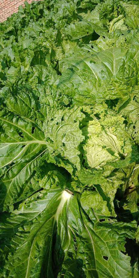 阳台种菜|阳台种菜要规划好，才能看起来干净整洁，光用泡沫箱不行