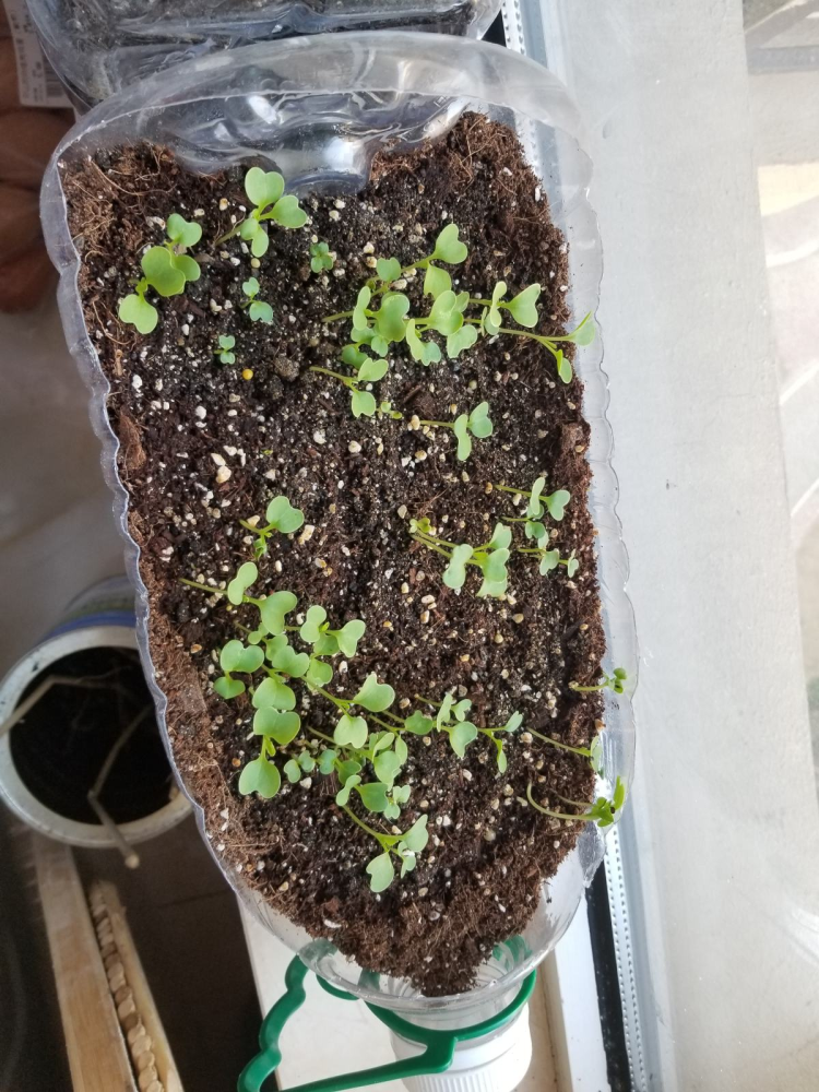 阳台种菜|阳台种菜要规划好，才能看起来干净整洁，光用泡沫箱不行