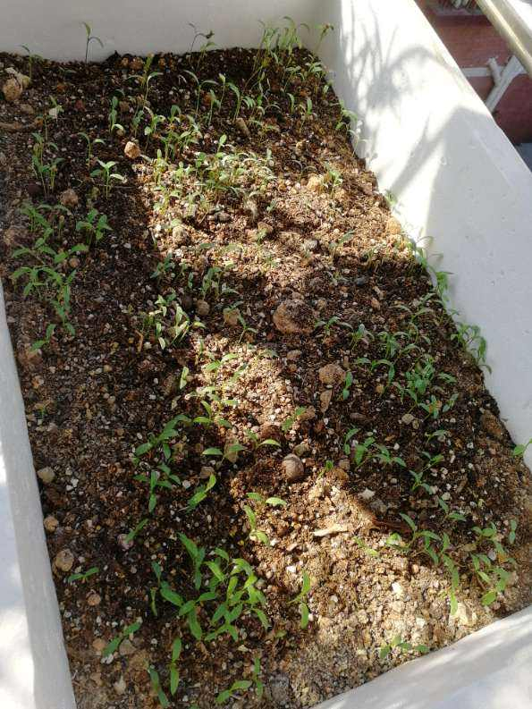 阳台种菜|阳台种菜要规划好，才能看起来干净整洁，光用泡沫箱不行