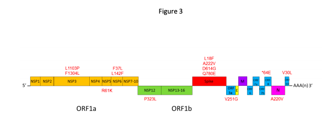 新冠病毒|最新！港大新冠二次感染论文出炉：疫苗可能无法提供终生免疫