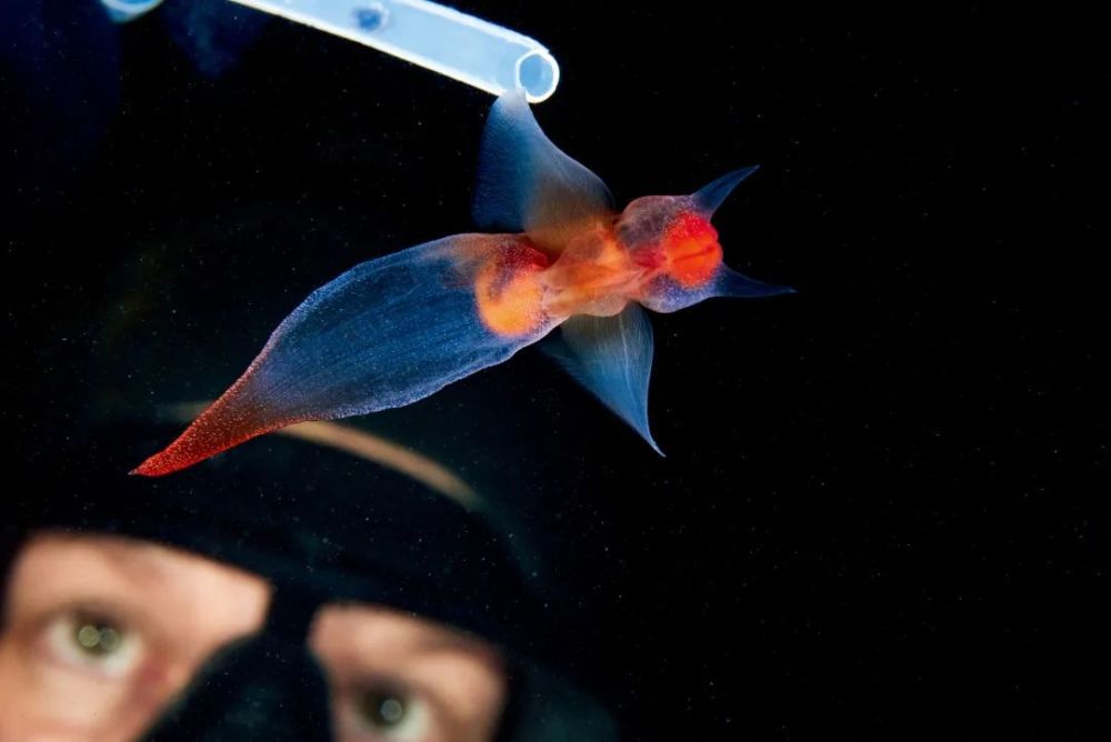 比海绵宝宝更可爱的海底生物找到了!