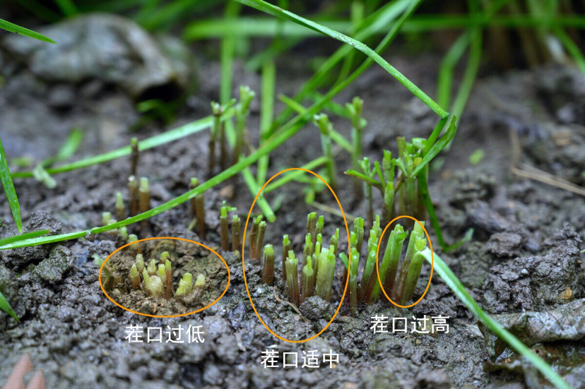 韭菜|韭菜收割有讲究，何时采收、收割次数？割后注意什么？农民须知