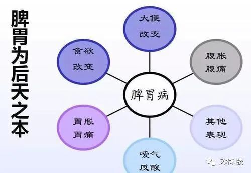 中医里脾胃的关系是