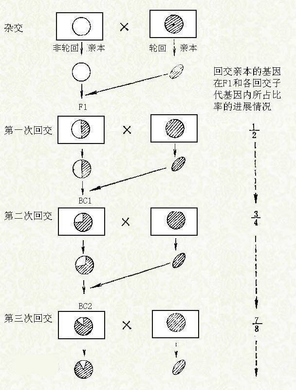 回交|人类为什么要让动物回交？回交有伦理道德吗？