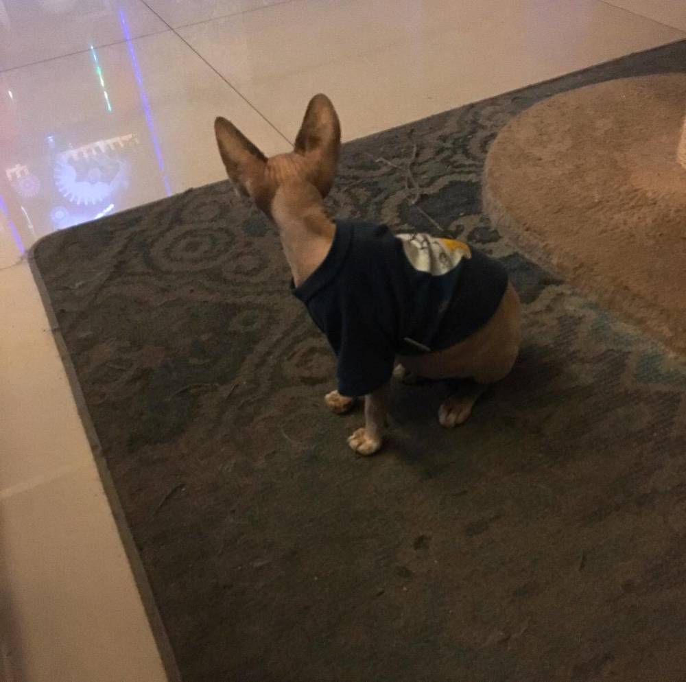 回交|人类为什么要让动物回交？回交有伦理道德吗？