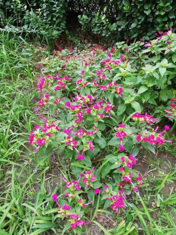 地雷花 晚饭花 原来紫茉莉才是它的真名 而且还是一味中药材 腾讯网