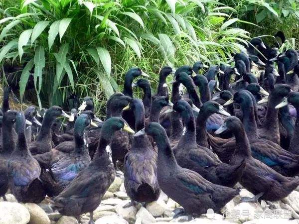 养这种全身乌黑的"乌鸭"怎么样?
