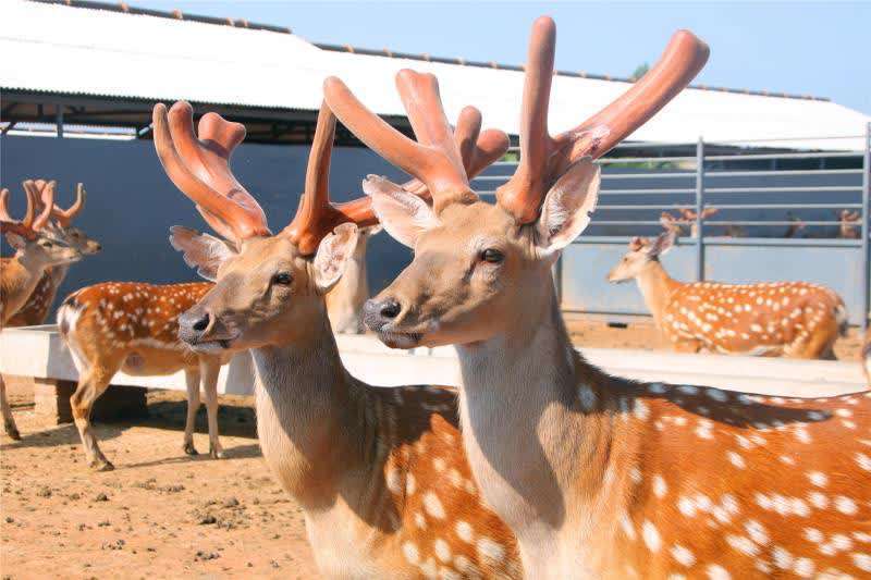 长春鹿乡镇返乡创业青年让鹿产业焕发生机