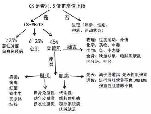 肌酸激酶达标准值是多少 增高 血清 皮肌炎 肌酸激酶