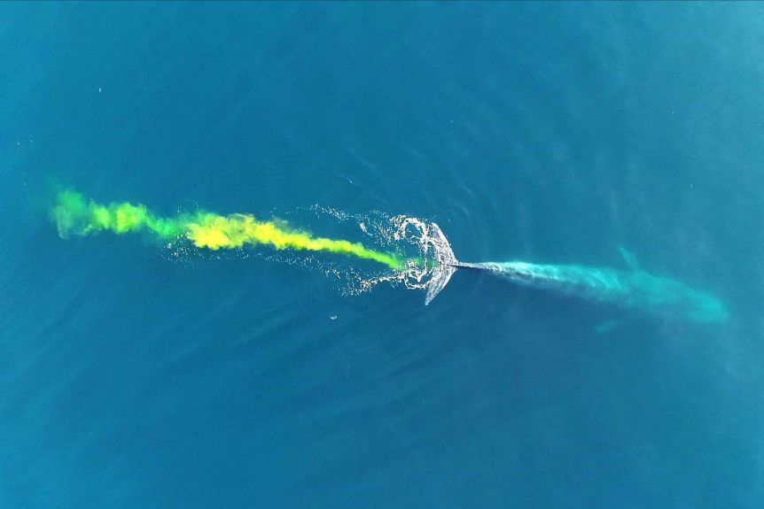 鲸鱼|鲸鱼的排泄量巨大，为什么还有这么大的价值？