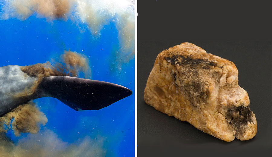 鲸鱼|鲸鱼的排泄量巨大，为什么还有这么大的价值？