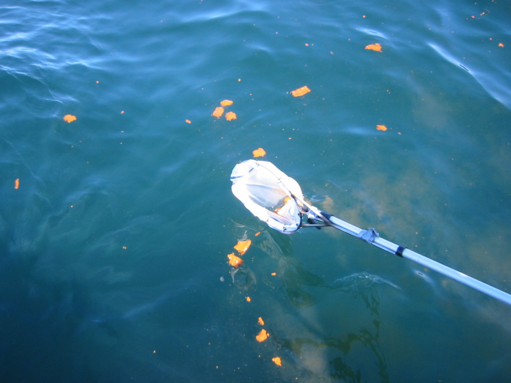 鲸鱼|鲸鱼的排泄量巨大，为什么还有这么大的价值？