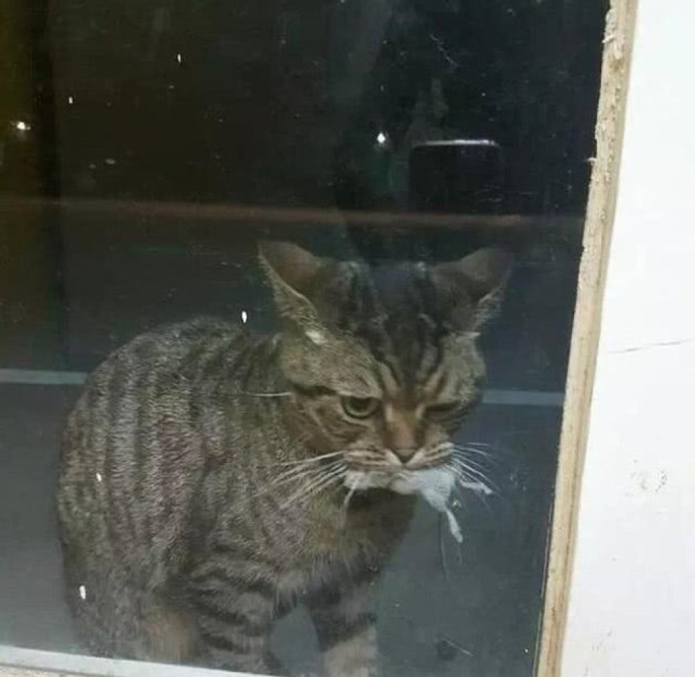 猫咪|猫咪抓了只老鼠回来，以为主人会开心，谁知后来的表情让人心疼了