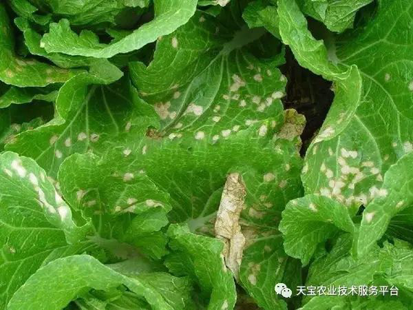 白菜播种在即 防病治虫早知道 腾讯新闻
