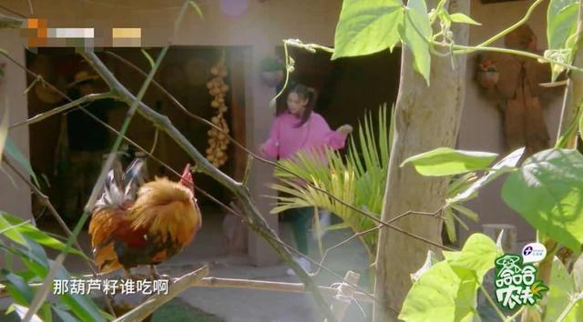 杨超越|终于明白杨超越为何发展得这么顺了