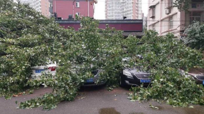 违章停车被倒下的树砸坏,该找谁索赔,能不
