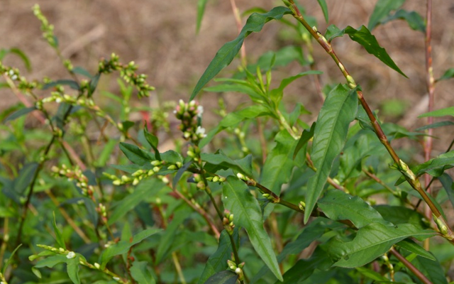 渔具|此物可代替渔具，汁液能麻醉鱼，价值也很高，你们认识吗