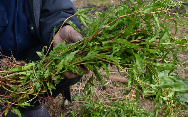 渔具|此物可代替渔具，汁液能麻醉鱼，价值也很高，你们认识吗
