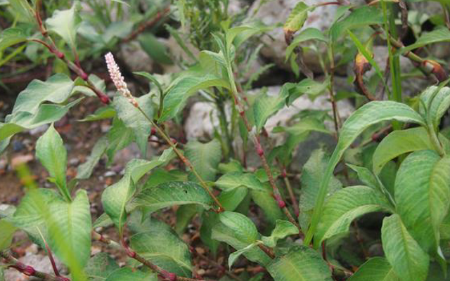 渔具|此物可代替渔具，汁液能麻醉鱼，价值也很高，你们认识吗