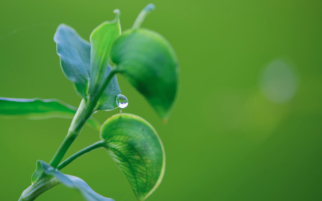 9月下旬 月老到访 鸳鸯成双 缘定鹊桥 真爱登场 桃花爬上墙 腾讯网