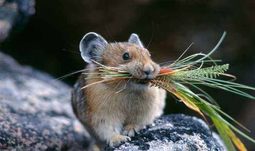 地球|这种兔形生物的再次出现引起热议，学者警醒：人类应该重视起来了