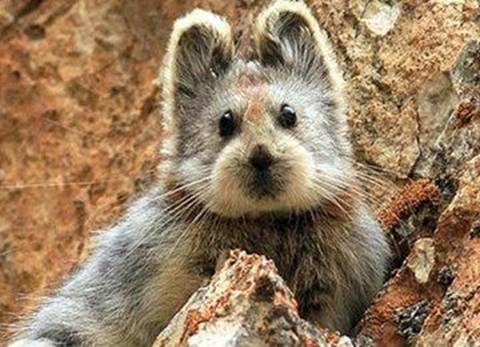 地球|这种兔形生物的再次出现引起热议，学者警醒：人类应该重视起来了