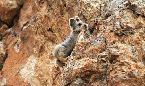 地球|这种兔形生物的再次出现引起热议，学者警醒：人类应该重视起来了