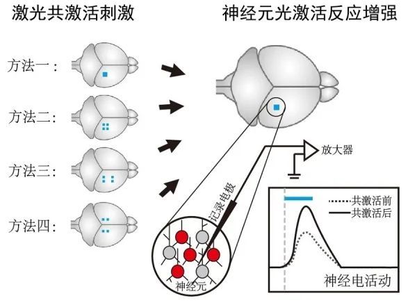 ai系统|脑科学日报：AI系统将MRI成像快了4倍；梦来自哪里？
