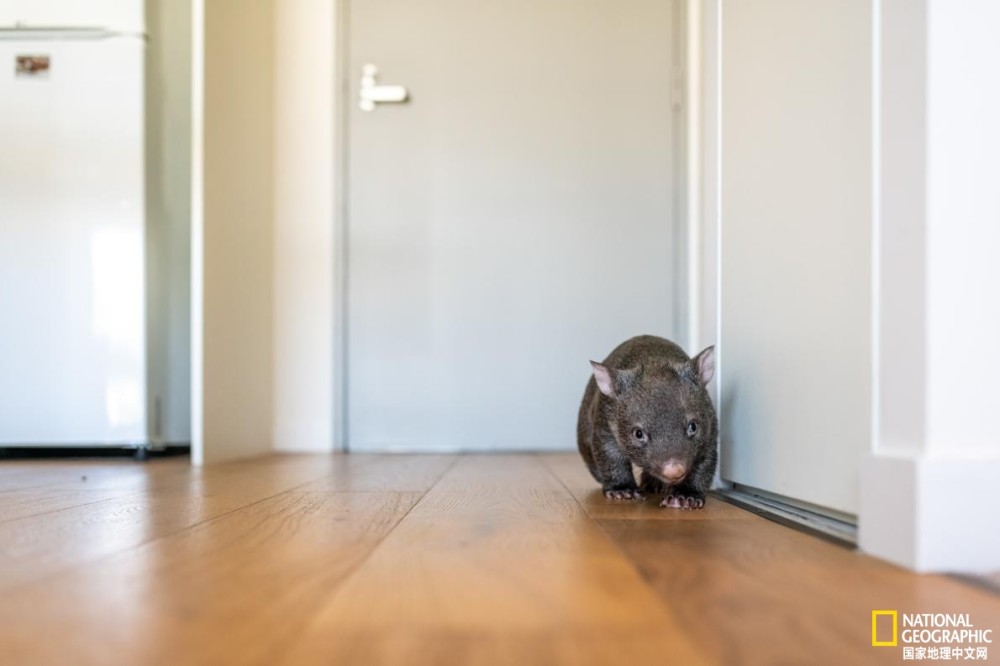 新冠疫情|新冠疫情下，如何在家照顾小袋熊