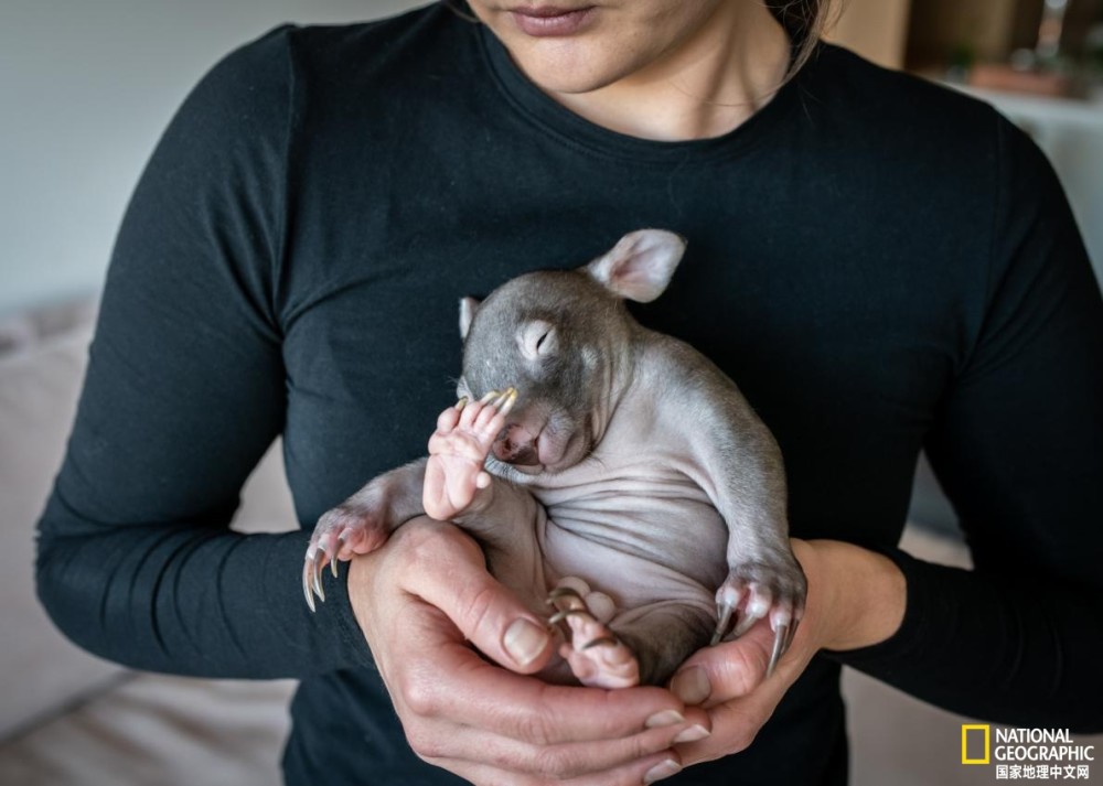 新冠疫情|新冠疫情下，如何在家照顾小袋熊