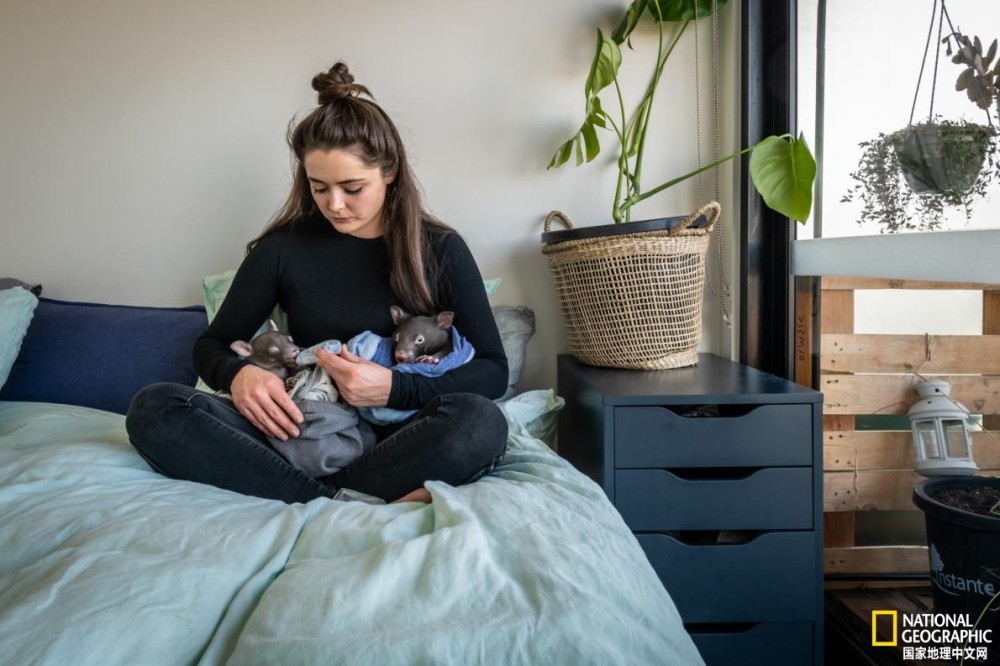 新冠疫情|新冠疫情下，如何在家照顾小袋熊