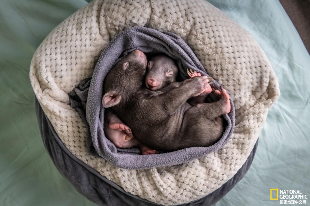 新冠疫情|新冠疫情下，如何在家照顾小袋熊